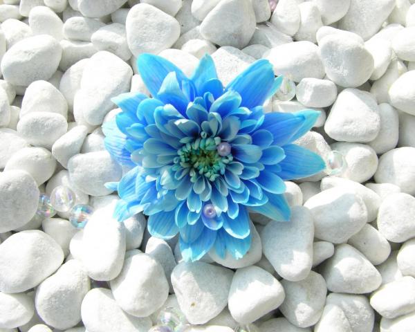blue_flower-normal5_4.jpg